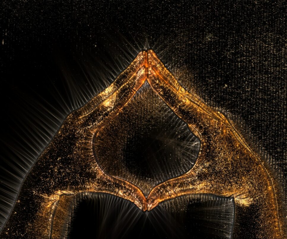 Bonjour tout le monde !